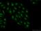 Integrator Complex Subunit 7 antibody, 17054-1-AP, Proteintech Group, Immunofluorescence image 