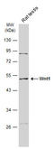 Wnt Family Member 1 antibody, GTX105955, GeneTex, Western Blot image 