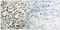 CAMP Responsive Element Binding Protein 1 antibody, LS-C198838, Lifespan Biosciences, Immunohistochemistry paraffin image 