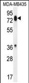 Protocadherin Beta 13 antibody, PA5-71621, Invitrogen Antibodies, Western Blot image 