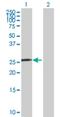 Small Nuclear Ribonucleoprotein Polypeptide N antibody, H00008926-B01P, Novus Biologicals, Western Blot image 
