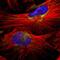 Mitochondrial Ribosomal Protein L40 antibody, PA5-52265, Invitrogen Antibodies, Immunofluorescence image 
