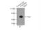 Par-6 Family Cell Polarity Regulator Beta antibody, 13996-1-AP, Proteintech Group, Immunoprecipitation image 