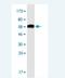 OTU Domain Containing 6B antibody, H00051633-M04-100ug, Novus Biologicals, Western Blot image 