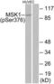 Ribosomal Protein S6 Kinase A5 antibody, LS-C117418, Lifespan Biosciences, Western Blot image 