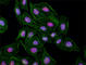 Tripartite Motif Containing 24 antibody, 619310, BioLegend, Immunofluorescence image 
