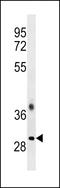 Transformer-2 protein homolog beta antibody, LS-C160153, Lifespan Biosciences, Western Blot image 