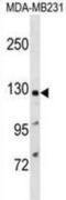 PTPRF Interacting Protein Alpha 1 antibody, abx029519, Abbexa, Western Blot image 