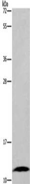 Fatty Acid Binding Protein 6 antibody, CSB-PA706521, Cusabio, Western Blot image 