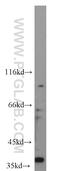 Caudal Type Homeobox 4 antibody, 22943-1-AP, Proteintech Group, Western Blot image 