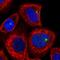 CYLD Lysine 63 Deubiquitinase antibody, HPA050095, Atlas Antibodies, Immunofluorescence image 