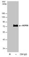 NOP56 Ribonucleoprotein antibody, PA5-78329, Invitrogen Antibodies, Immunoprecipitation image 