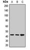 GITR Ligand antibody, orb412527, Biorbyt, Western Blot image 