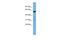 Phosphatidylserine Synthase 2 antibody, ARP49960_P050, Aviva Systems Biology, Western Blot image 