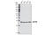 Calcyclin-binding protein antibody, 3354S, Cell Signaling Technology, Western Blot image 