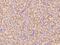 Beta-Secretase 2 antibody, 51031-T24, Sino Biological, Immunohistochemistry frozen image 