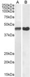 Actin Alpha 2, Smooth Muscle antibody, LS-B3933, Lifespan Biosciences, Western Blot image 