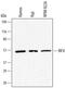 Interferon Regulatory Factor 4 antibody, AF5525, R&D Systems, Western Blot image 