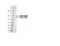 Synaptotagmin Binding Cytoplasmic RNA Interacting Protein antibody, LS-C82224, Lifespan Biosciences, Western Blot image 