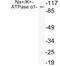 ATPase Na+/K+ Transporting Subunit Alpha 1 antibody, LS-C199934, Lifespan Biosciences, Western Blot image 