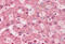 Notch Receptor 2 antibody, MBS242645, MyBioSource, Immunohistochemistry frozen image 