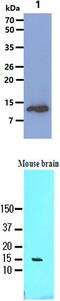 Fatty Acid Binding Protein 7 antibody, MBS200130, MyBioSource, Western Blot image 