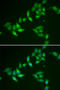 Thioredoxin Like 1 antibody, 22-127, ProSci, Immunofluorescence image 