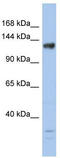 Lysine-specific demethylase 4B antibody, TA344416, Origene, Western Blot image 