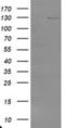 Ubiquitin Specific Peptidase 36 antibody, NBP2-03830, Novus Biologicals, Western Blot image 