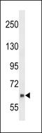 Negative Regulator Of Ubiquitin Like Proteins 1 antibody, 61-404, ProSci, Western Blot image 