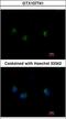 STK26 antibody, LS-C185911, Lifespan Biosciences, Immunocytochemistry image 