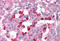 BCL2 Like 14 antibody, MBS241254, MyBioSource, Immunohistochemistry frozen image 