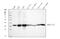 Aldo-Keto Reductase Family 1 Member C2 antibody, PB10036, Boster Biological Technology, Western Blot image 