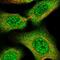 TGF-Beta Activated Kinase 1 (MAP3K7) Binding Protein 3 antibody, NBP2-33985, Novus Biologicals, Immunofluorescence image 