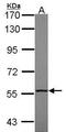 Tr4 antibody, GTX114856, GeneTex, Western Blot image 