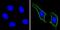 CD44 antibody, MA5-13887, Invitrogen Antibodies, Immunofluorescence image 
