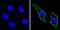 CD44 antibody, MA5-13887, Invitrogen Antibodies, Immunofluorescence image 