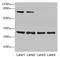 Spindlin Family Member 3 antibody, LS-C395518, Lifespan Biosciences, Western Blot image 