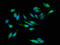 Peptidylprolyl Isomerase C antibody, LS-C670906, Lifespan Biosciences, Immunofluorescence image 