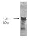 Glycerol Kinase antibody, orb344192, Biorbyt, Western Blot image 