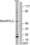 BAI1 Associated Protein 2 Like 2 antibody, abx014278, Abbexa, Western Blot image 