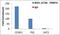 Coactivator Associated Arginine Methyltransferase 1 antibody, MA5-15796, Invitrogen Antibodies, Chromatin Immunoprecipitation image 