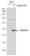 Rho GTPase Activating Protein 1 antibody, GTX101472, GeneTex, Western Blot image 