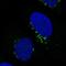 Golgi Reassembly Stacking Protein 2 antibody, NBP2-36779, Novus Biologicals, Immunofluorescence image 