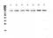 DNA Topoisomerase I antibody, PA5-80174, Invitrogen Antibodies, Western Blot image 