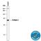 Perilipin 2 antibody, MAB7634, R&D Systems, Western Blot image 