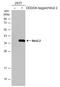 NK2 Homeobox 2 antibody, GTX133219, GeneTex, Western Blot image 