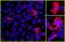 Histone H3 antibody, IHC-00465, Bethyl Labs, Immunofluorescence image 
