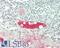 Cystatin SN antibody, LS-B14563, Lifespan Biosciences, Immunohistochemistry paraffin image 