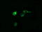 Prostaglandin E Synthase 2 antibody, LS-C174315, Lifespan Biosciences, Immunofluorescence image 